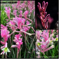 Kangaroo Paw Pink Beauty 1 Plants Anigozanthos Native Flowering Grasses